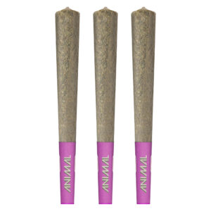 High Potency Infused Pre-Rolls 50+ by Animal